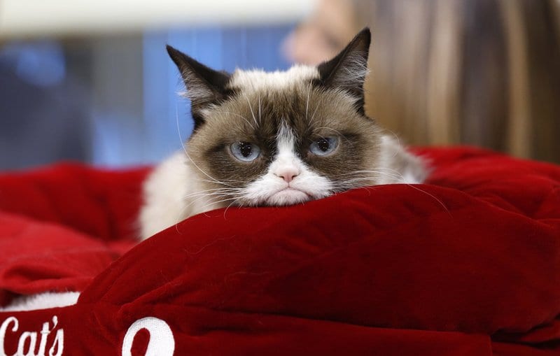 Grumpy Cat Shows Her Claws in $700,000 Copyright Lawsuit