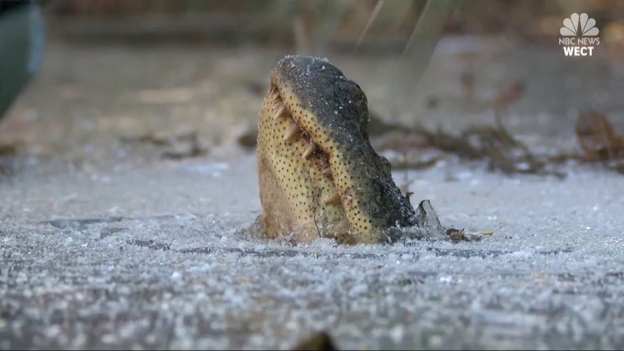 Alligators on Ice: North Carolina reptiles strong survival skills on show