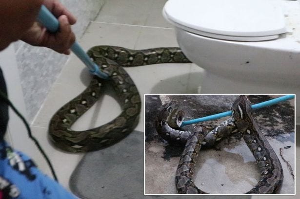 Woman finds 10ft python in her bathroom | Video