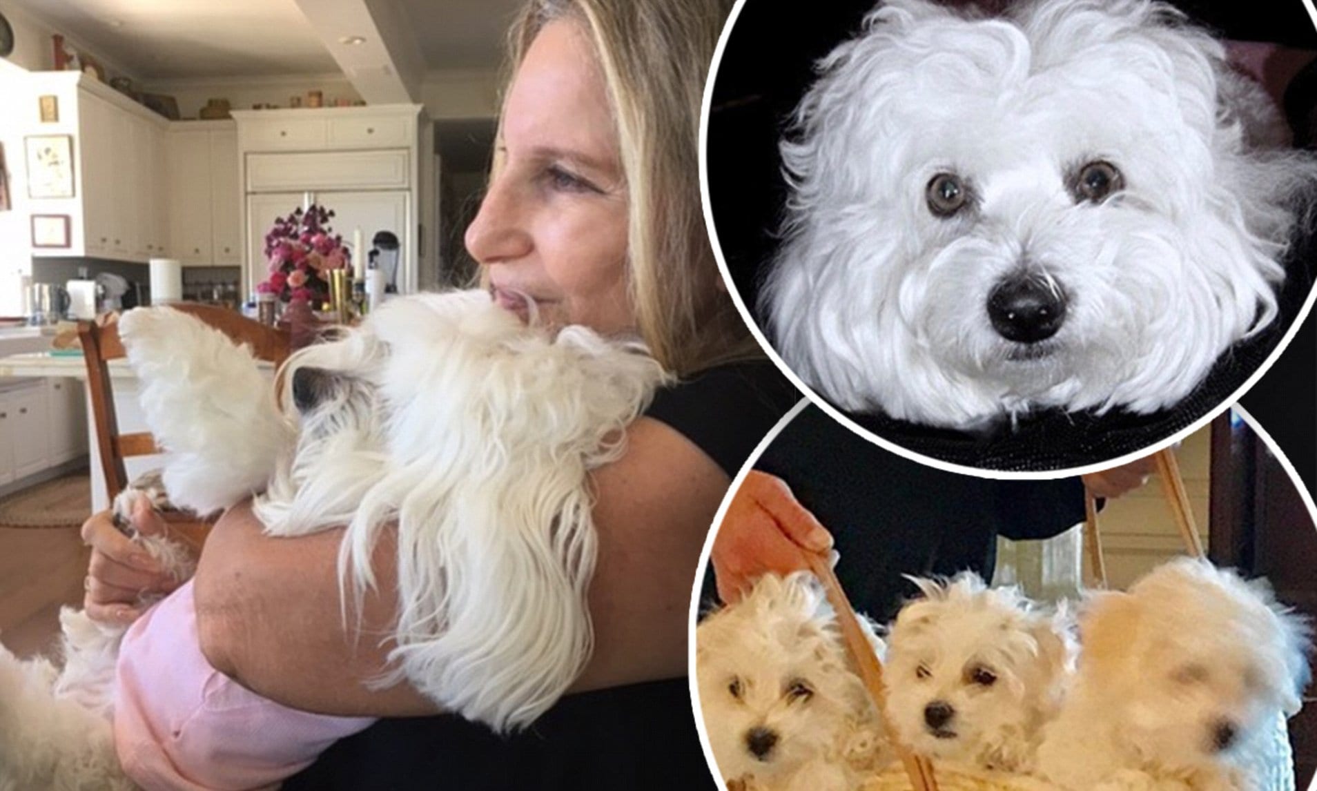 Barbra Streisand loved her dog Samantha so much, she had her cloned — twice