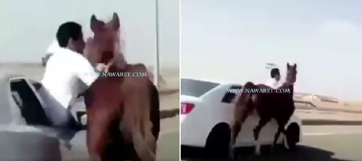 شاهد بطريقة بطولية.. سعودي يخاطر بنفسه لإنقاذ السائقين من خيل هائج