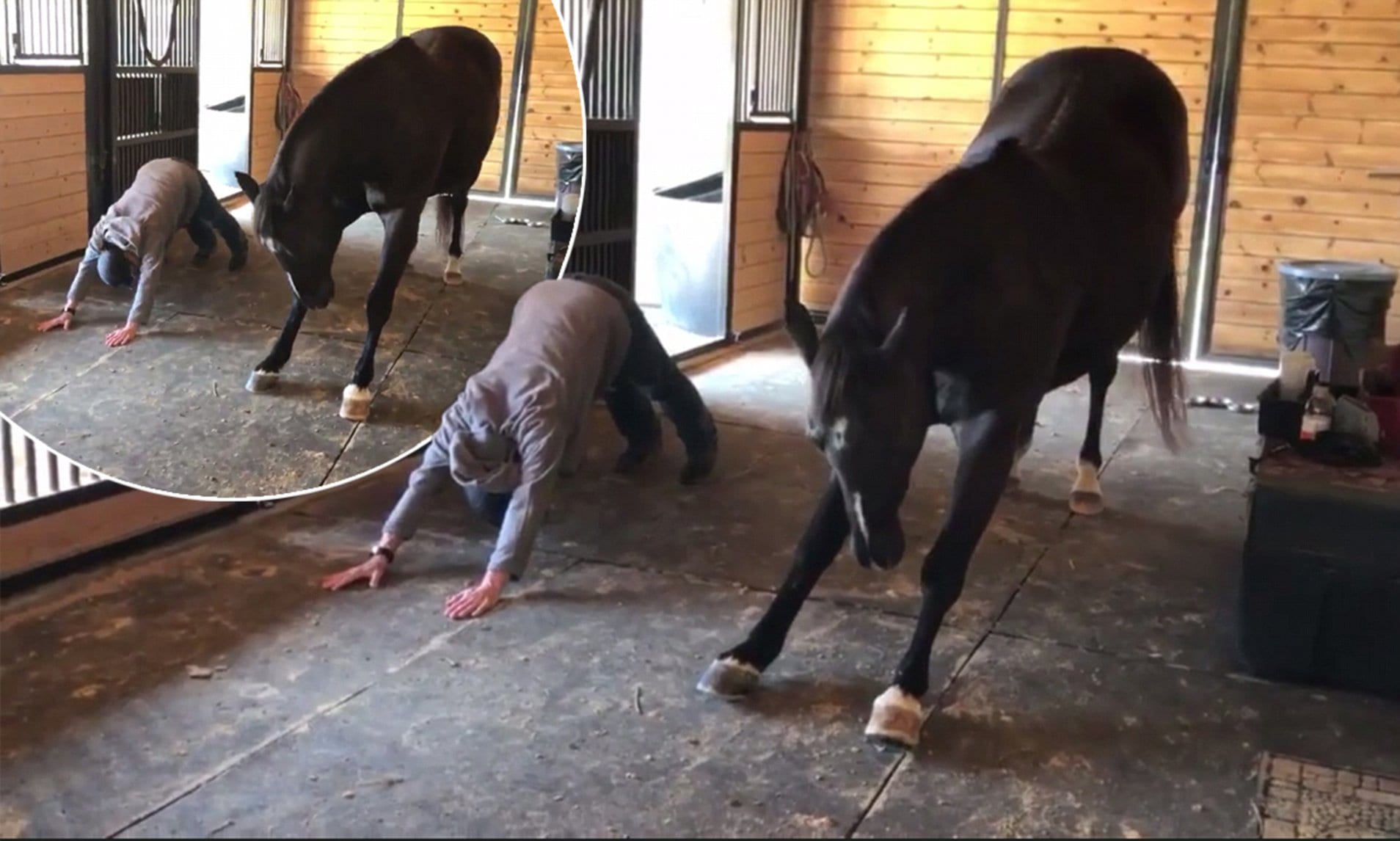 Horse does yoga with owner