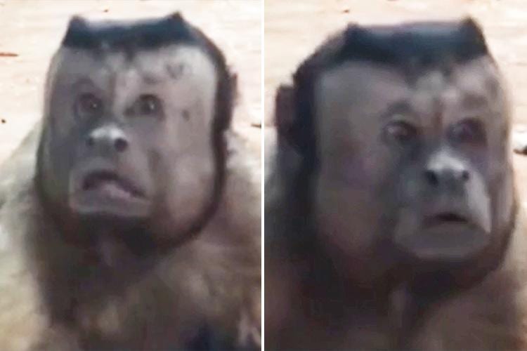 Monkey with a human face
