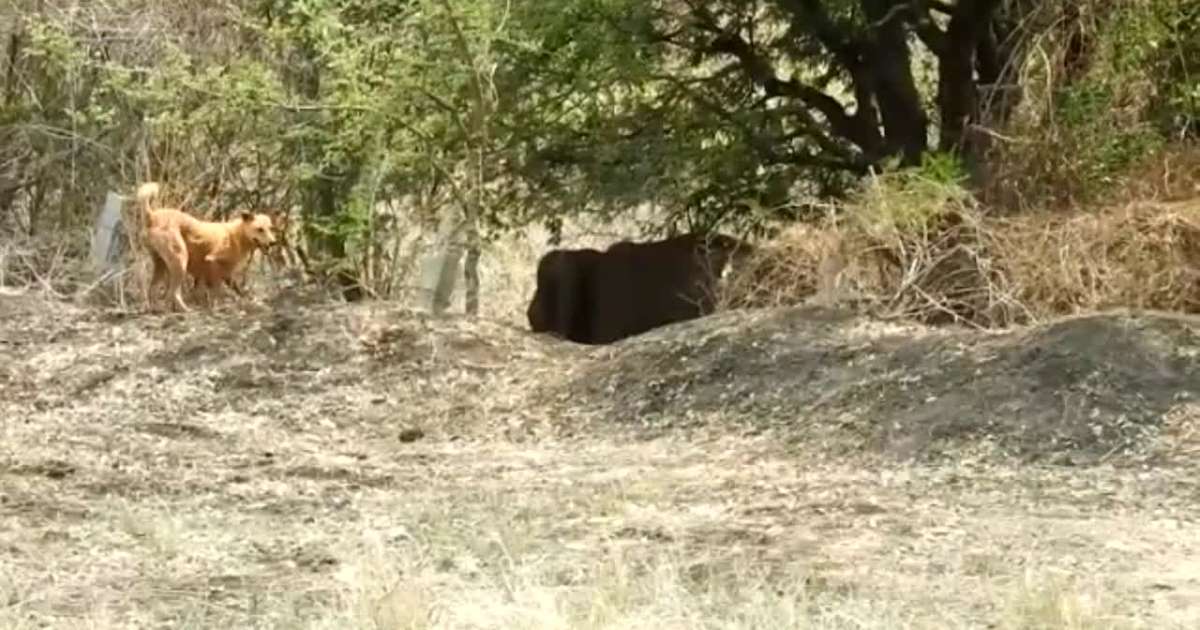 بالفيديو.. كلب شجاع يتغلب على فيل في قرية هندية!
