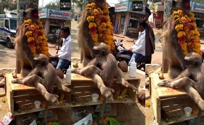 فيديو مؤثر لقرد يحتضن جثة أمه.. وحفل وداع
