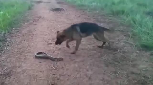 DOG BITES ELECTRIC EEL AND PAYS THE PRICE