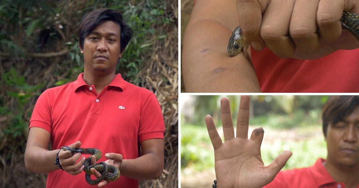 Joe Fernando Quililan lets wild snakes bite him in the Philippines