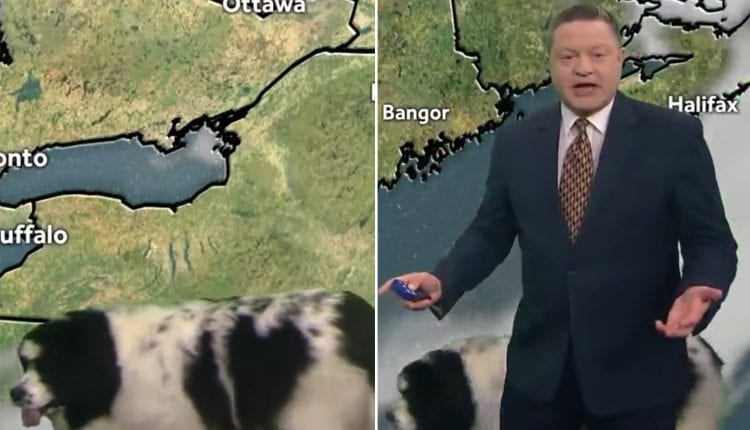 Dog interrupts Josh Judge's live forecast