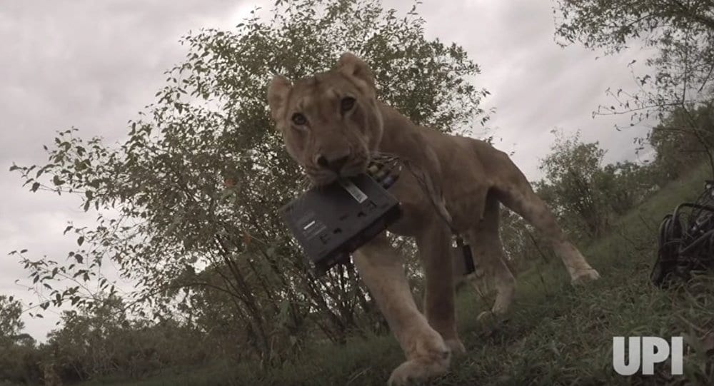 Lion Steals Camera