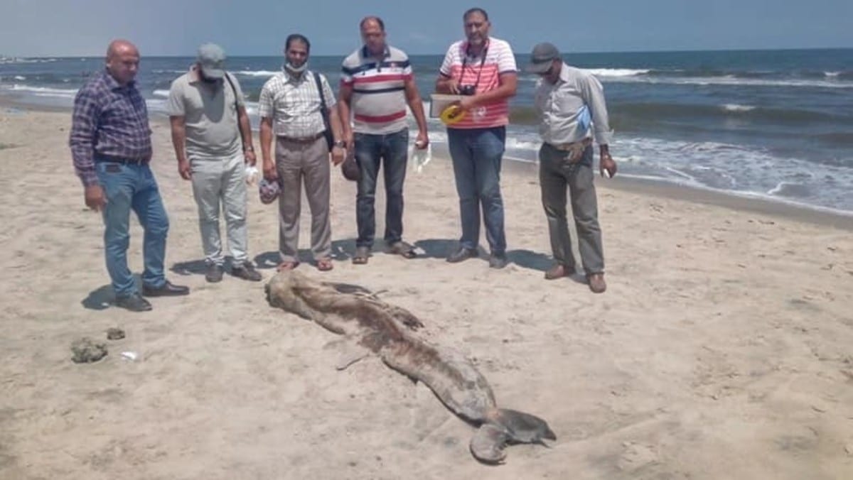 بالصور..حيوان غريب على شواطئ مصر يثير الرعب بسبب ضخامته