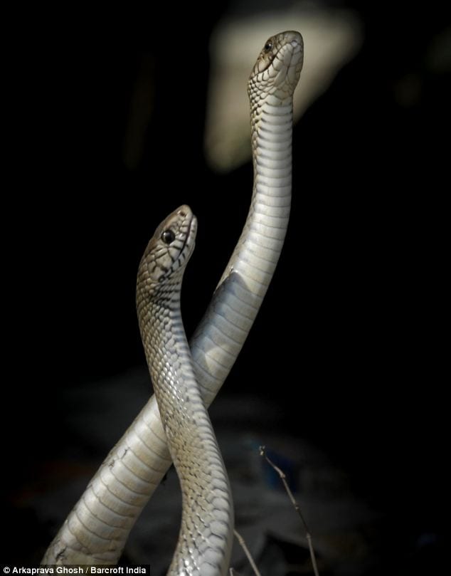 mating Between two snakes