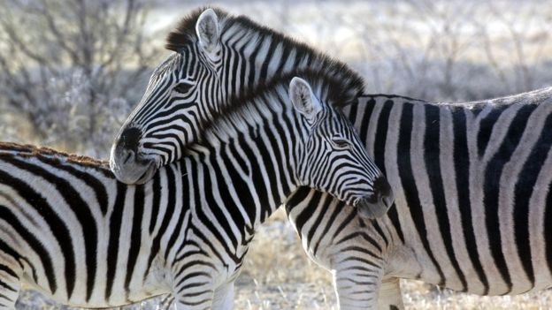 Egypt zoo accused of painting donkey to look like a zebra