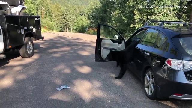 شاهد..دب يحطم سيارة ويدمرها وجد نفسه محاصراً داخلها!