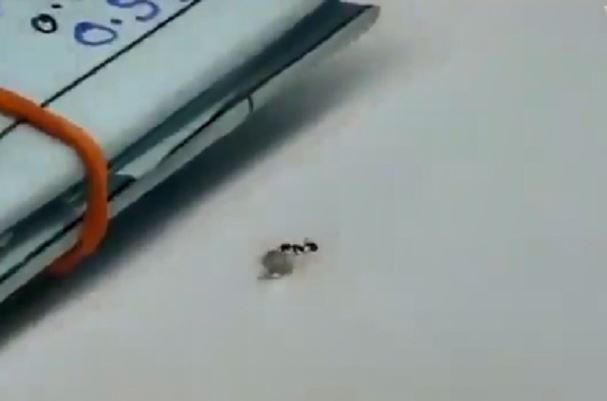 نملة تسرق قطعة الماس