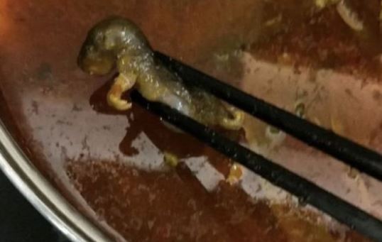 Pregnant woman finds dead rat in her soup at Chinese restaurant