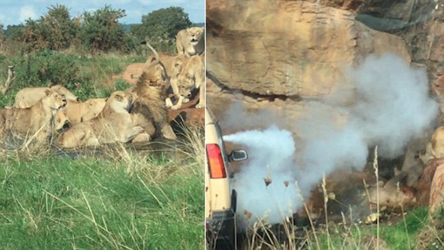 West Midlands Safari workers intercept as female lions attack male