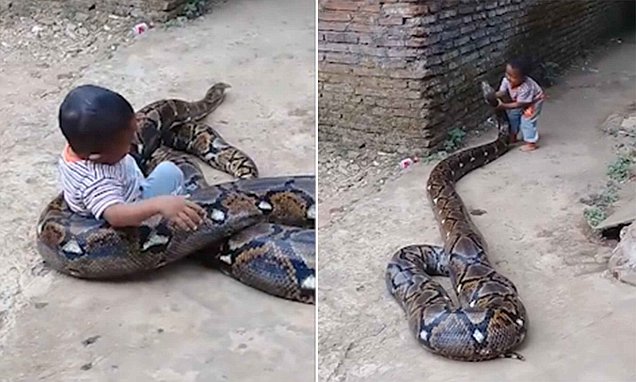 Toddler plays with huge python as adult laughs and films it… even when the snake wraps itself around the child