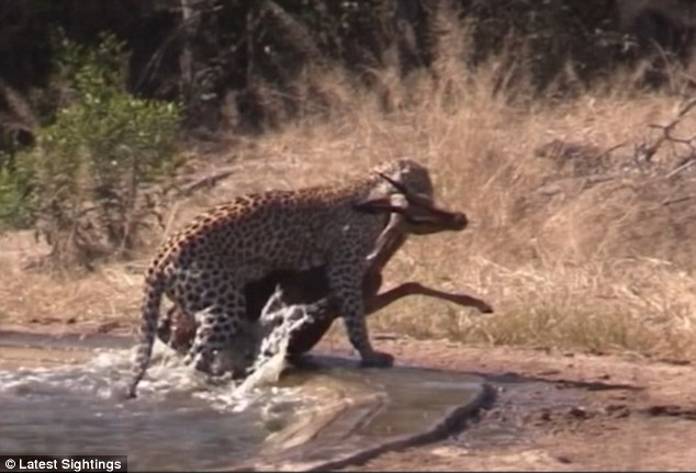 Hyena tries to steal an impala straight from the jaws of a leopard but only succeeds in setting it free to live another day