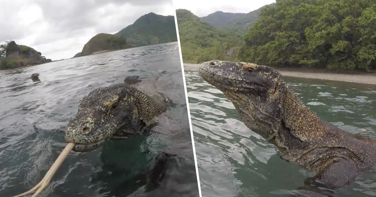 Moment magnificent Komodo dragons are fended off with STICKS as they get frighteningly close to photographer in Indonesia