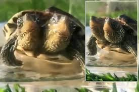 Freaky mutant turtle with TWO HEADS shocks residents in China