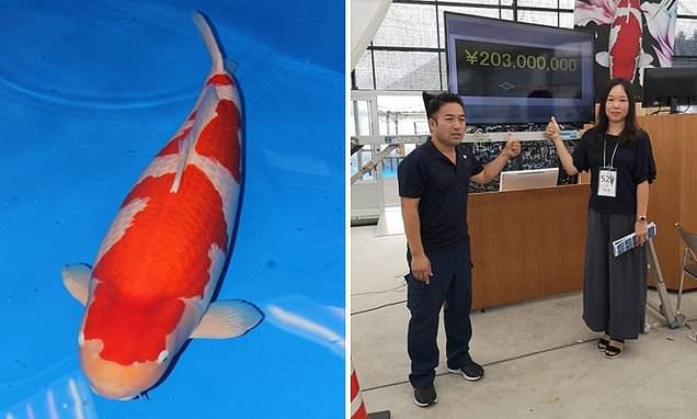 World Record! Most expensive Koi Fish | $1.700.000,- USD