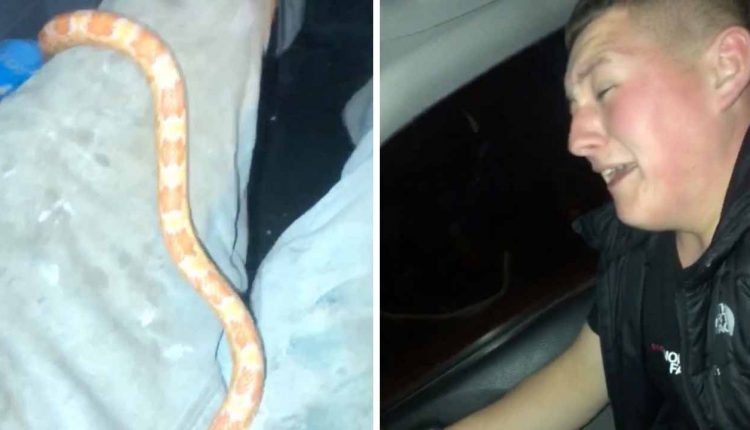 Guy Scares Mate By Throwing Snake On Him While Driving
