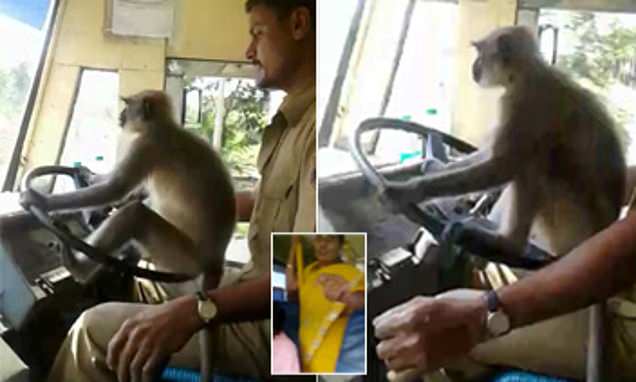 Monkey Driving Bus in India- (MUST WATCH :D)