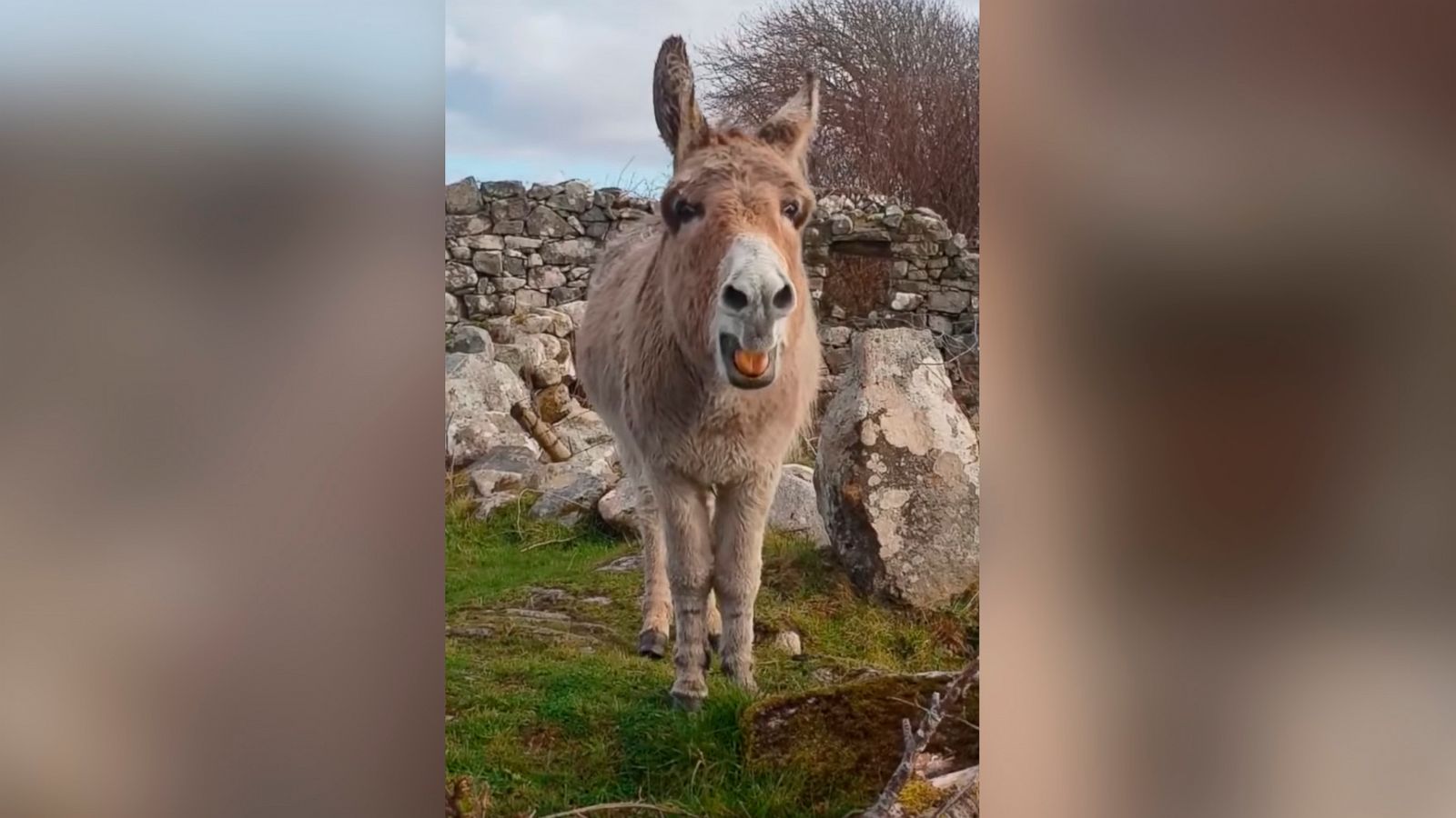 Harriet the Singing Donkey 'Serenades' Passerby