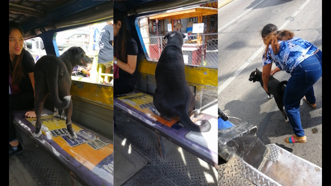 Dog Riding Bus By Himself To Follow Owner