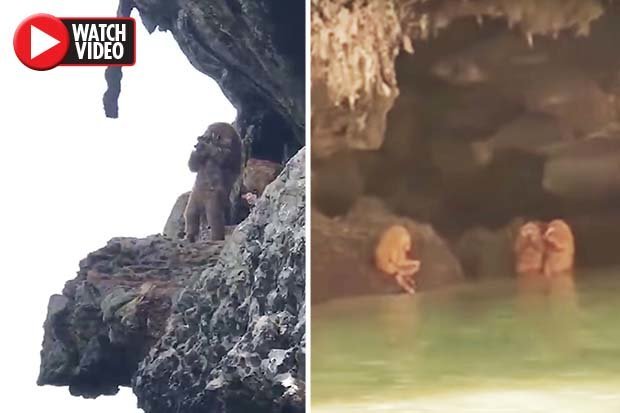 Ewok-like Creatures Discovered Near Thailand Cave: Fact Check