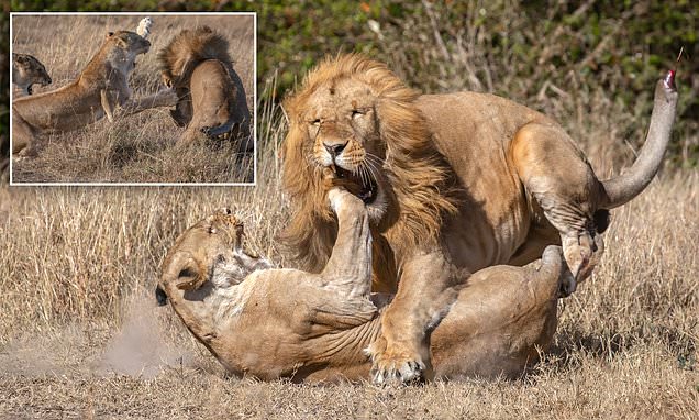 This is for my cubs! Lioness mother smacks lion on the jaw after it slaughtered her three children