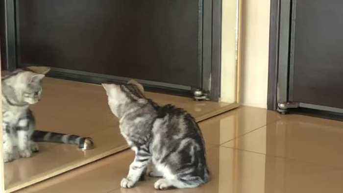 Silly Cat Plays with His Reflection