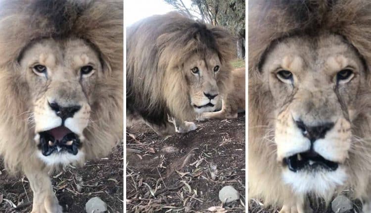 Brave Snapper Captures Extremely Close Encounter Of Roaring Lion