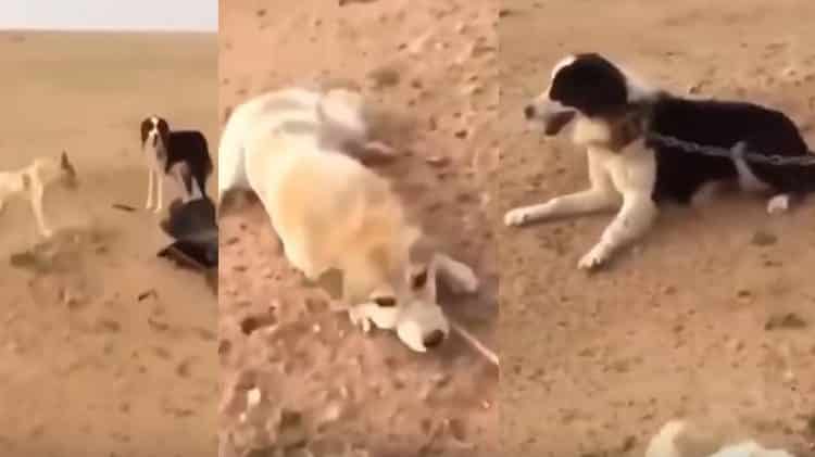 فيديو صادم.. مواطن يعثر على كلبين مقيدين بالسلاسل والحبال في الصحراء