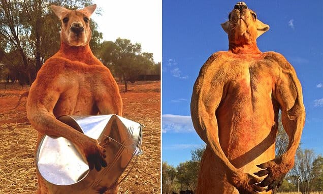 Roger kangaroo dies: Australian icon dies aged 12