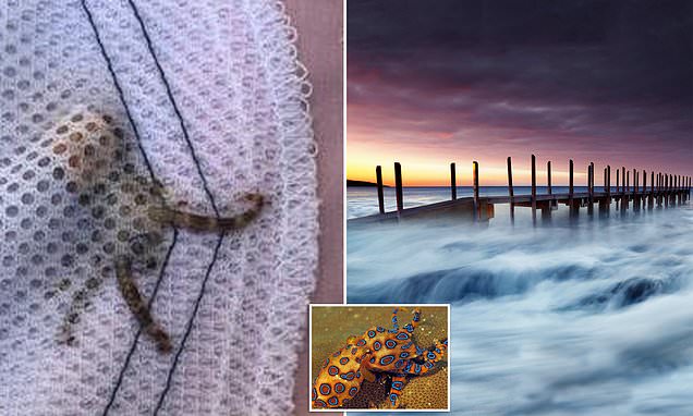Girl finds shell on family beach outing in WA, not realising deadly blue ringed octopus was inside