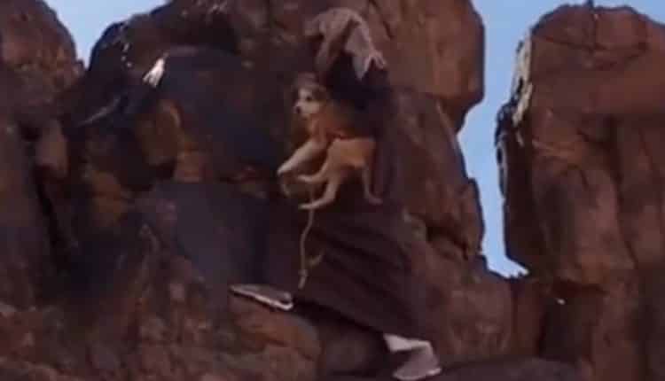 مشهد مؤثر.. مواطن يُنقذ كلباً من موقف خطير أعلى جبال حائل