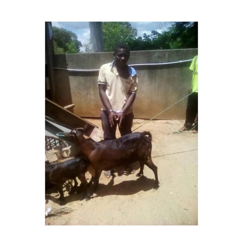 Man arrested for having sex with a goat