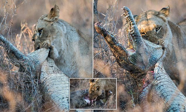 Lioness feasts on a crocodile after gripping its head between her powerful jaws