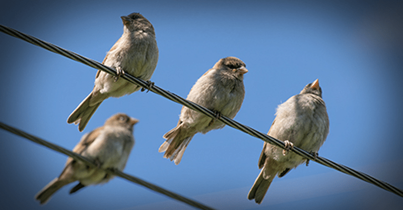 birds-electrical-line