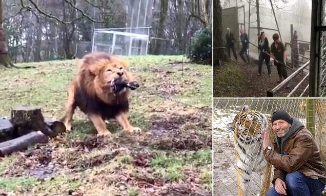 Brit zoo sparks outrage for letting children as young as eight play tug of war with lion and tiger in ‘human vs beast challenge’