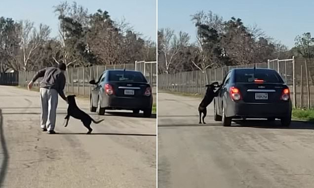 Dog Desperately Chases After Owner’s Car After Being Dumped At Lake