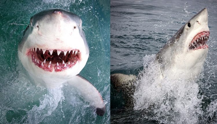 Monterey photographer takes incredible snap of great white shark inches from his camera