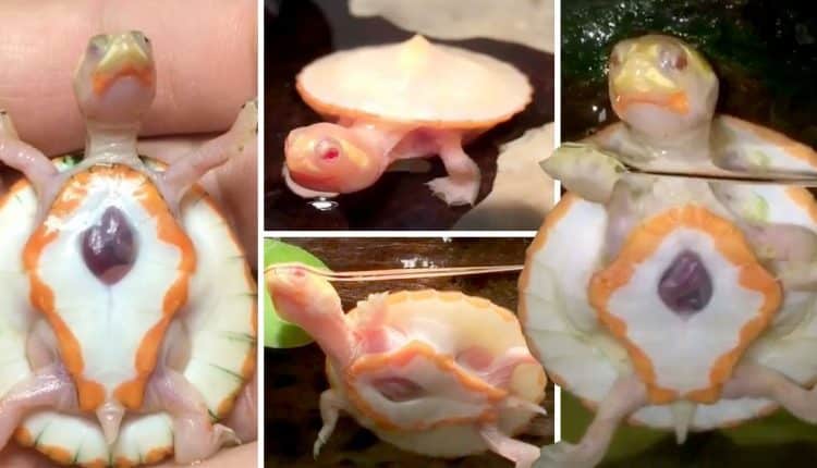 Adorable albino baby turtle with heart beating OUTSIDE body goes viral after surviving ultra-rare condition