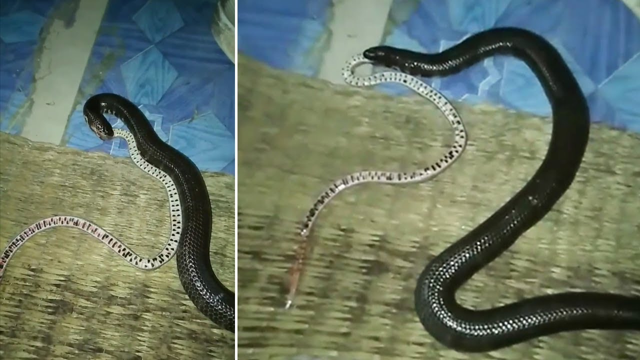 Snake Eats Snake For Supper