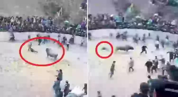 شاهدوا.. سقى الثور مشروباً كحولياً فقتله دهساً داخل حلبة المصارعة