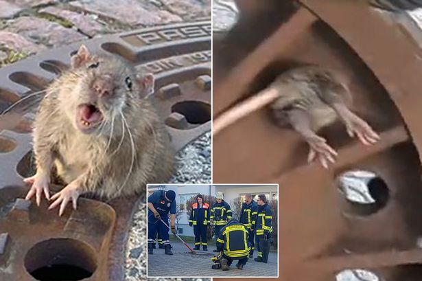 Firefighters Save Oversized Rat Stuck in Manhole Cover