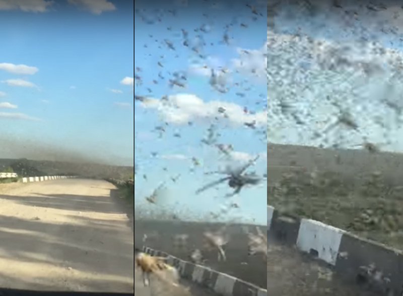 Fishermen battle their way through an enormous swarm of locusts which has devastated swathes of farmland in southern Russia