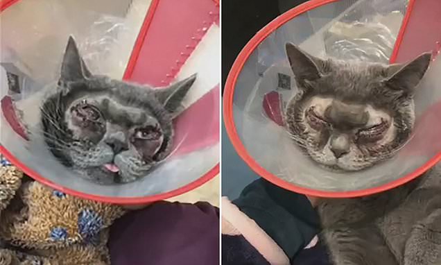 Woman spends £1,100 on plastic surgery for her cat as she thinks it's 'ugly'