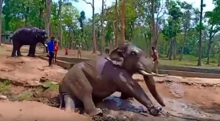 Live elephant death video